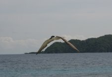 Bridled Tern